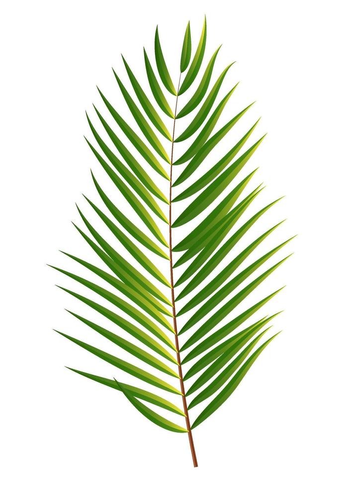 silhueta de folha de palmeira isolada no fundo branco vetor