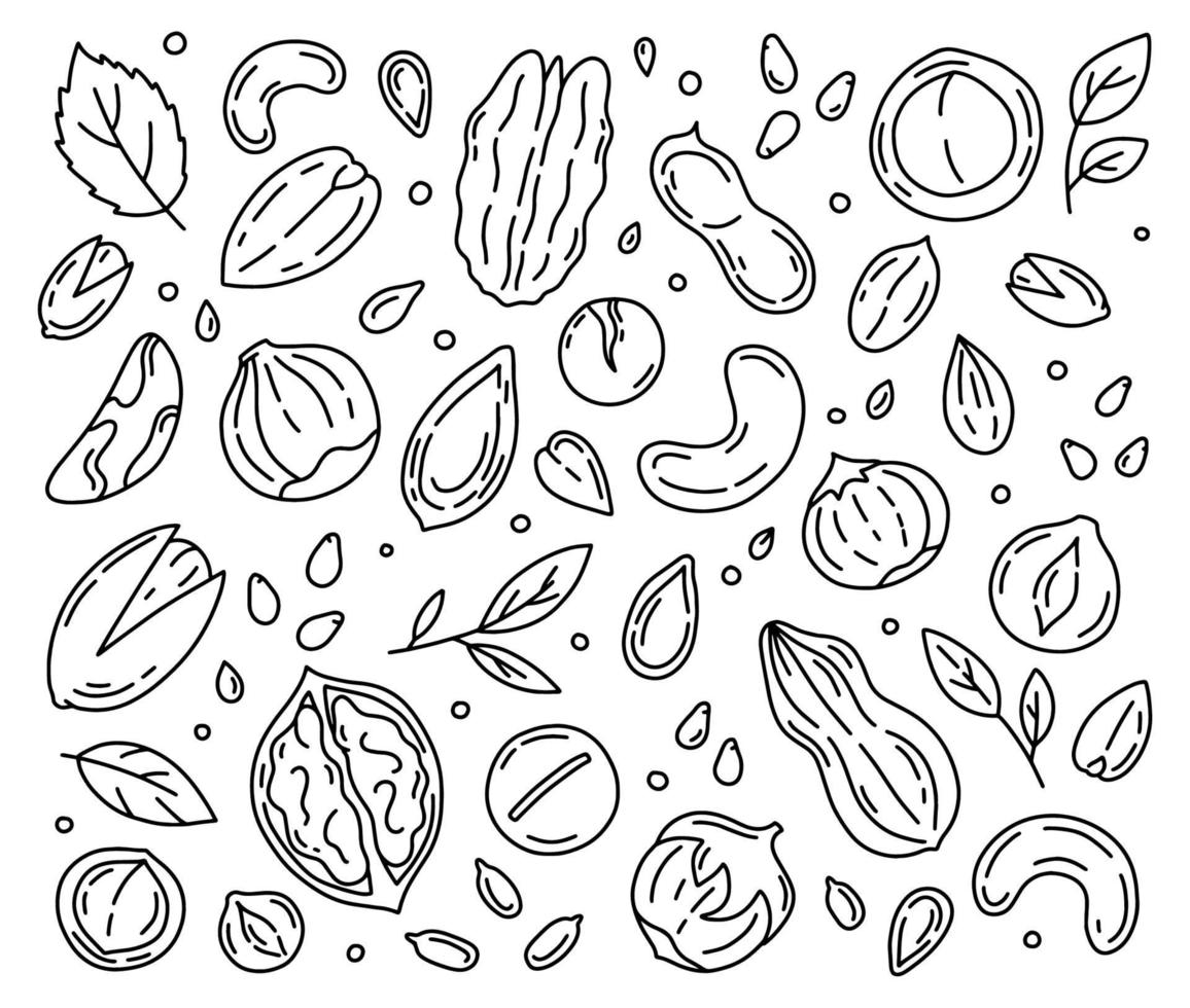 nozes e sementes conjunto linear de ícones, estilo doodle vetor
