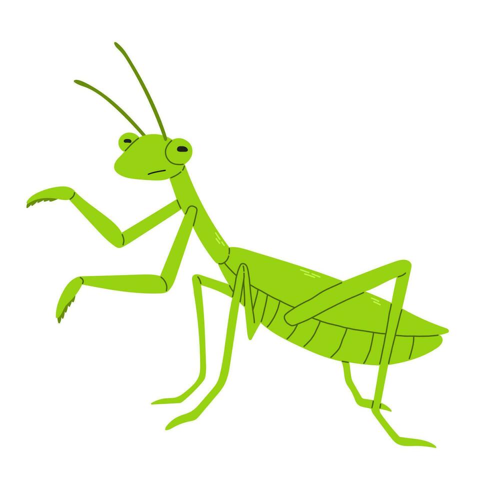 verde louva a Deus vetor plano estilo em branco fundo. vetor plano ilustração. ampla predador inseto.