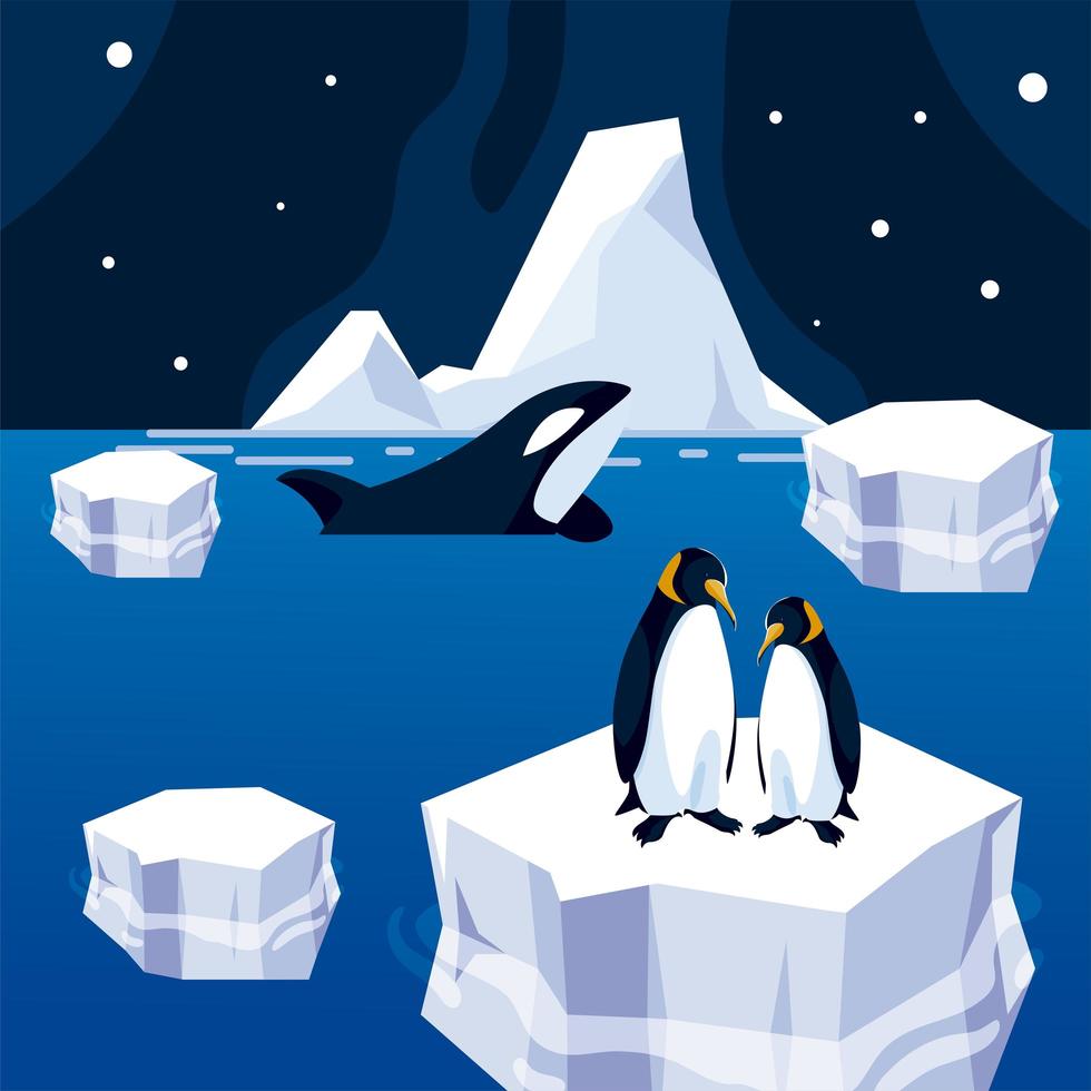 pinguim no iceberg e no mar da orca baleia à noite no pólo norte vetor