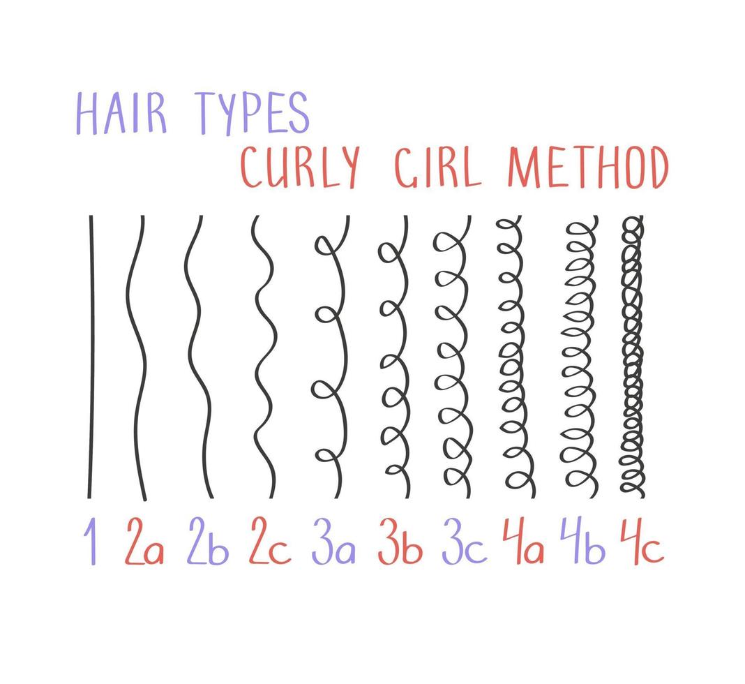 tipos de cabelo com todos os tipos de cachos identificados. conceito de método de menina encaracolada vetor