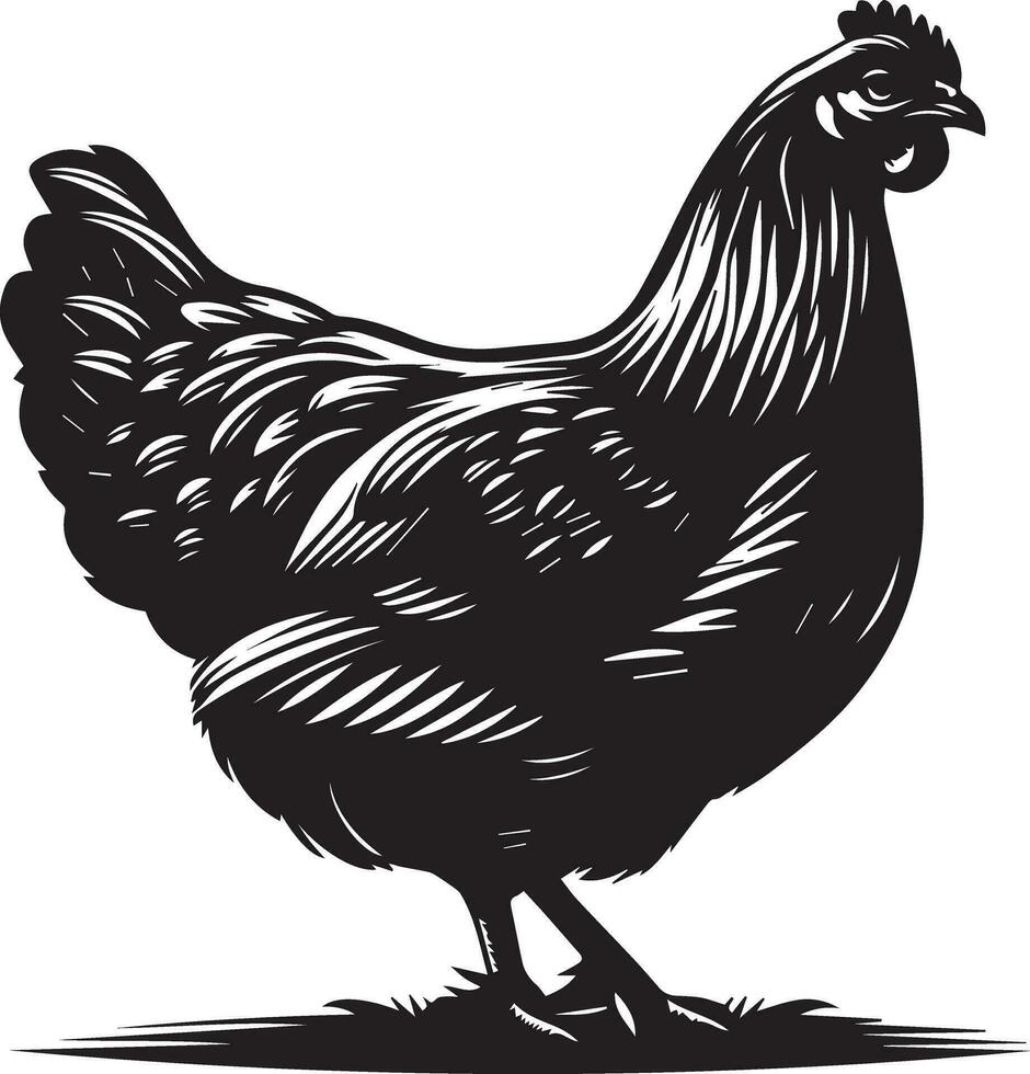 australorp frango vetor silhueta ilustração Preto cor