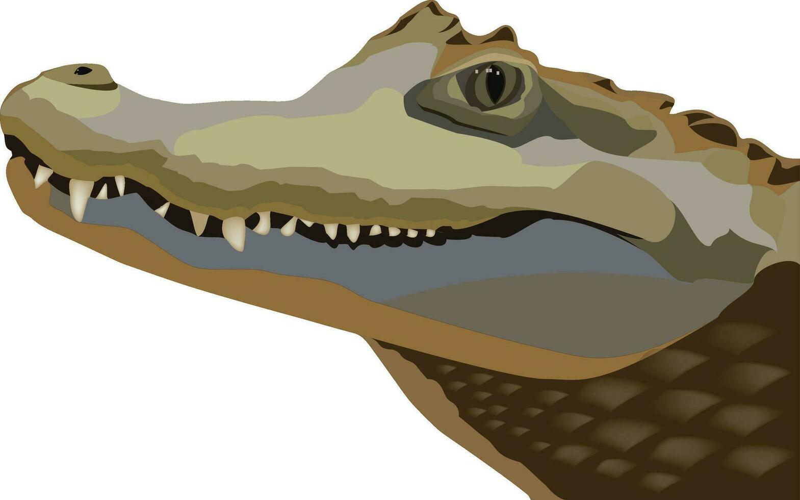 crocodilo cabeça perfil em branco fundo vetor