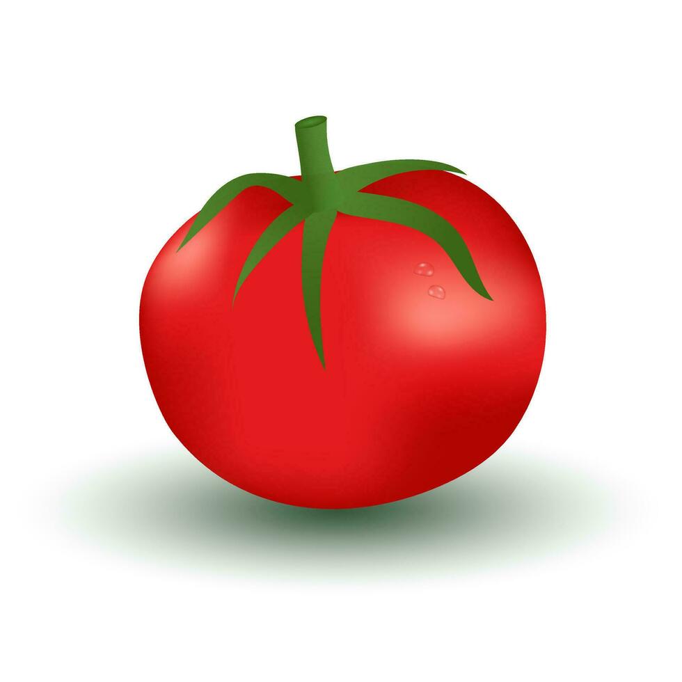 realista maduro tomate em branco fundo vetor