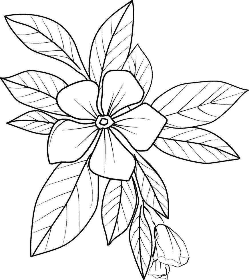pervinca flor esboço, grampo arte minimalista pervinca flor contorno, simples catharanthus linha desenhos, simples pervinca flor desenho, lápis esboço sadabahar flor desenhando vetor