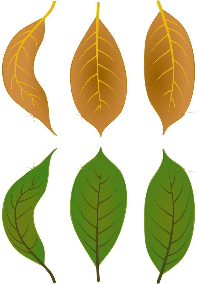 outono caído folhas folhagem gráfico cores Castanho verde vetor