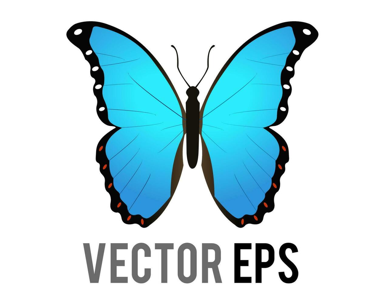 vetor isolado lindo alado inseto borboleta ícone com azul e Preto morfo asas espalhado