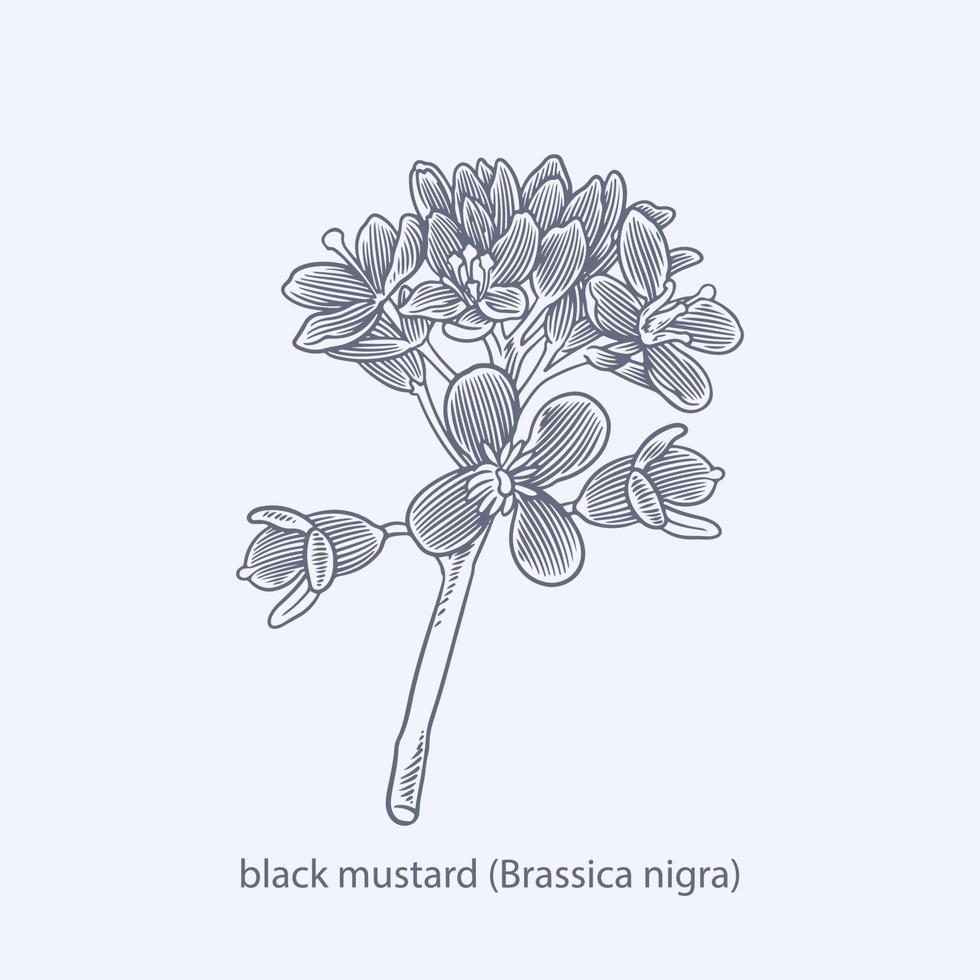 mão desenhada de ervas e especiarias mostarda preta brassica nigra vetor