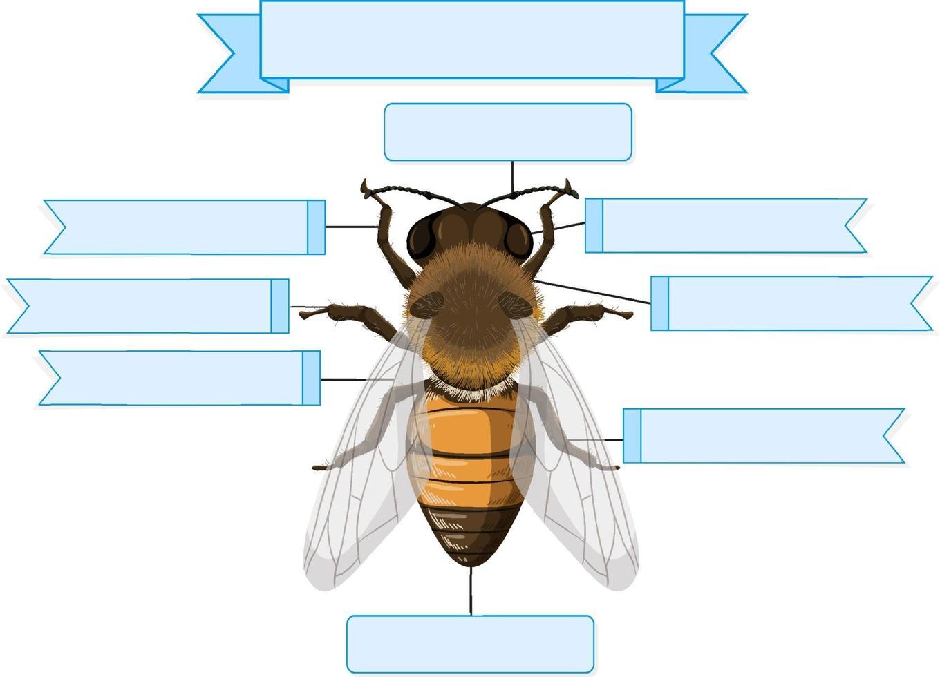 anatomia externa de uma planilha de abelha vetor