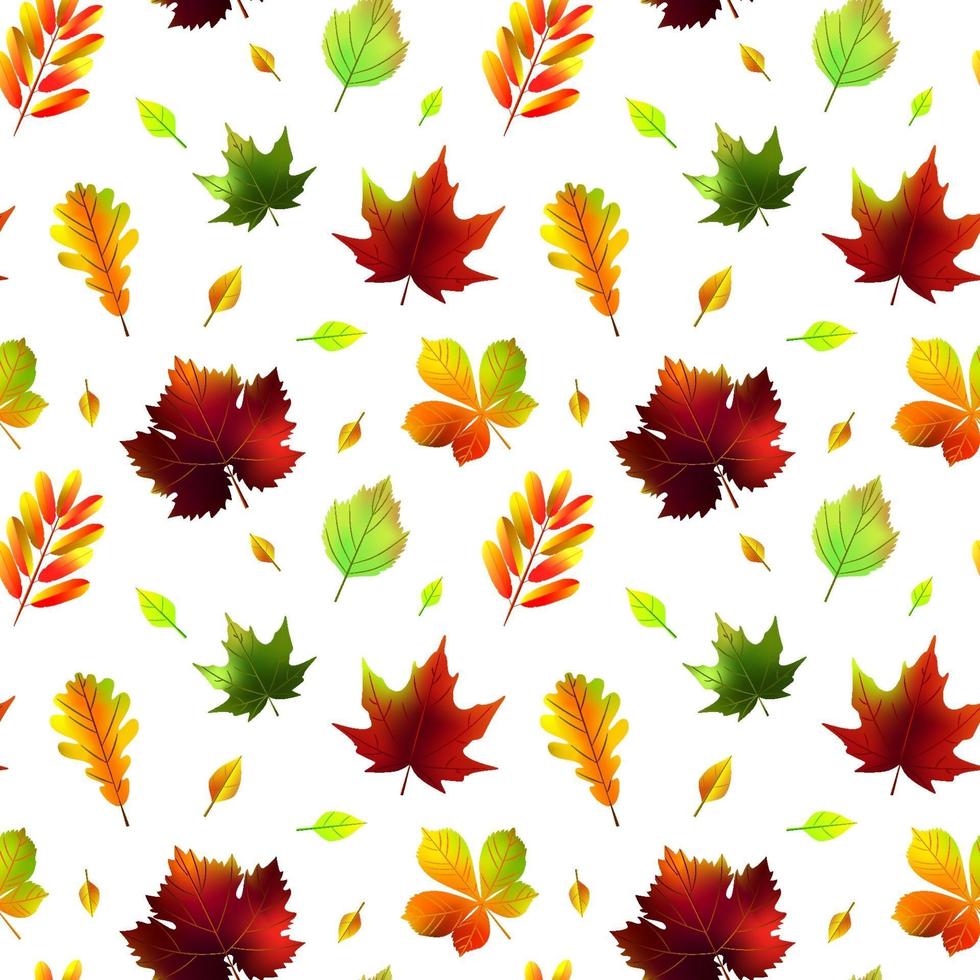 folhas de outono sem costura padrão isolado no branco. ilustração vetorial vetor