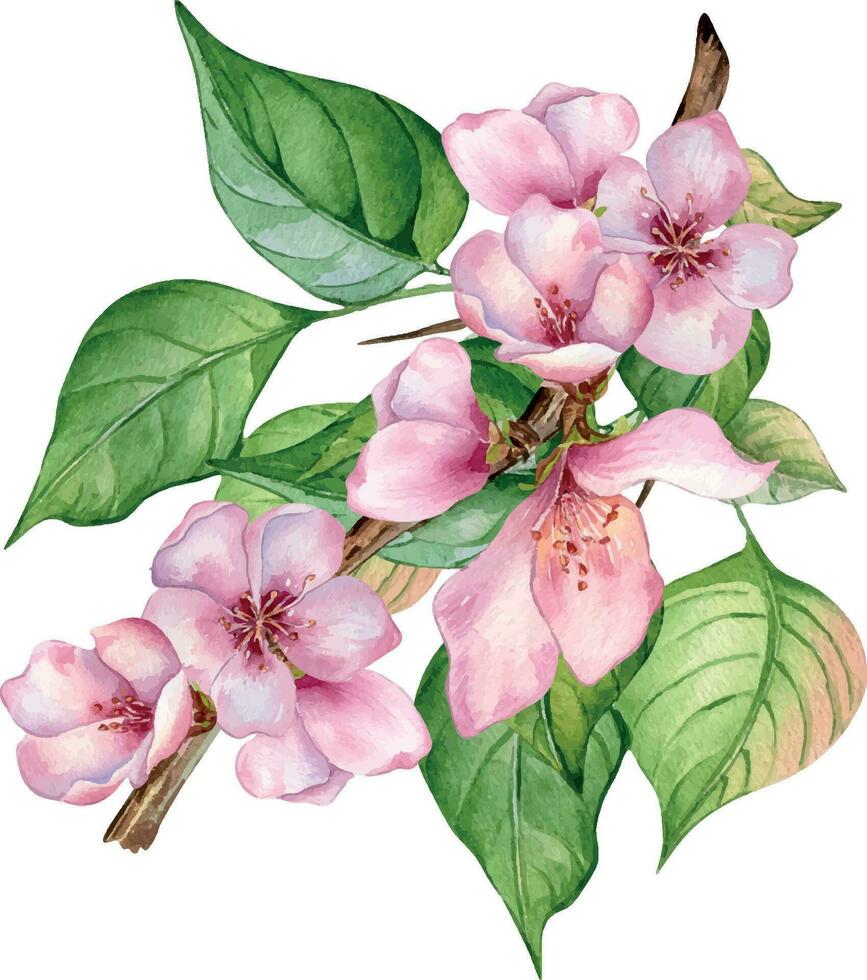 aguarela ilustração com Rosa flores do pêssego árvore isolado em branco. Flor fruta árvore, branco flor mão pintura. Projeto elemento para Casamento convite, têxtil, invólucro, cartão, pacote vetor