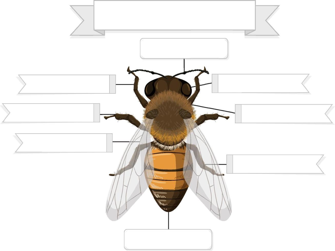 anatomia externa de uma planilha de abelha vetor