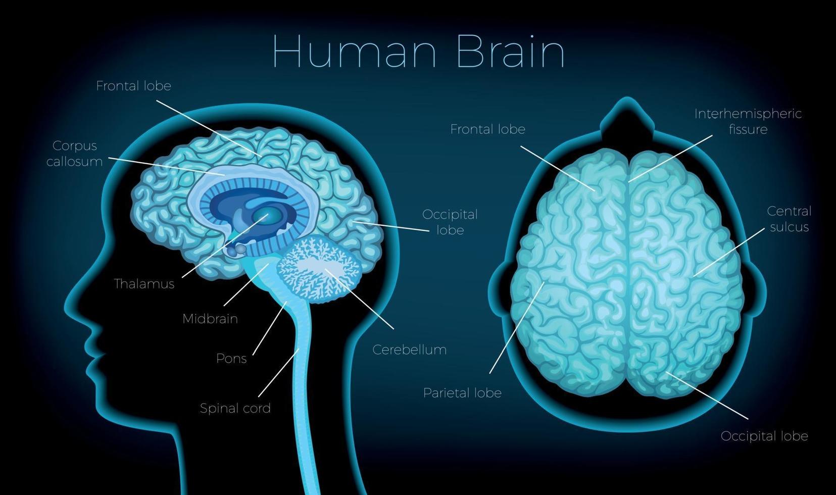 pôster de cérebro humano vetor