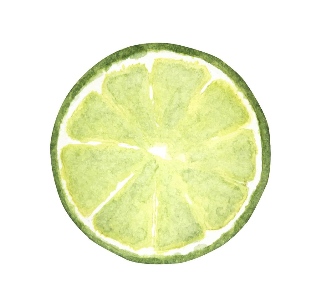 fatia de limão verde. ilustração de comida em aquarela. vetor