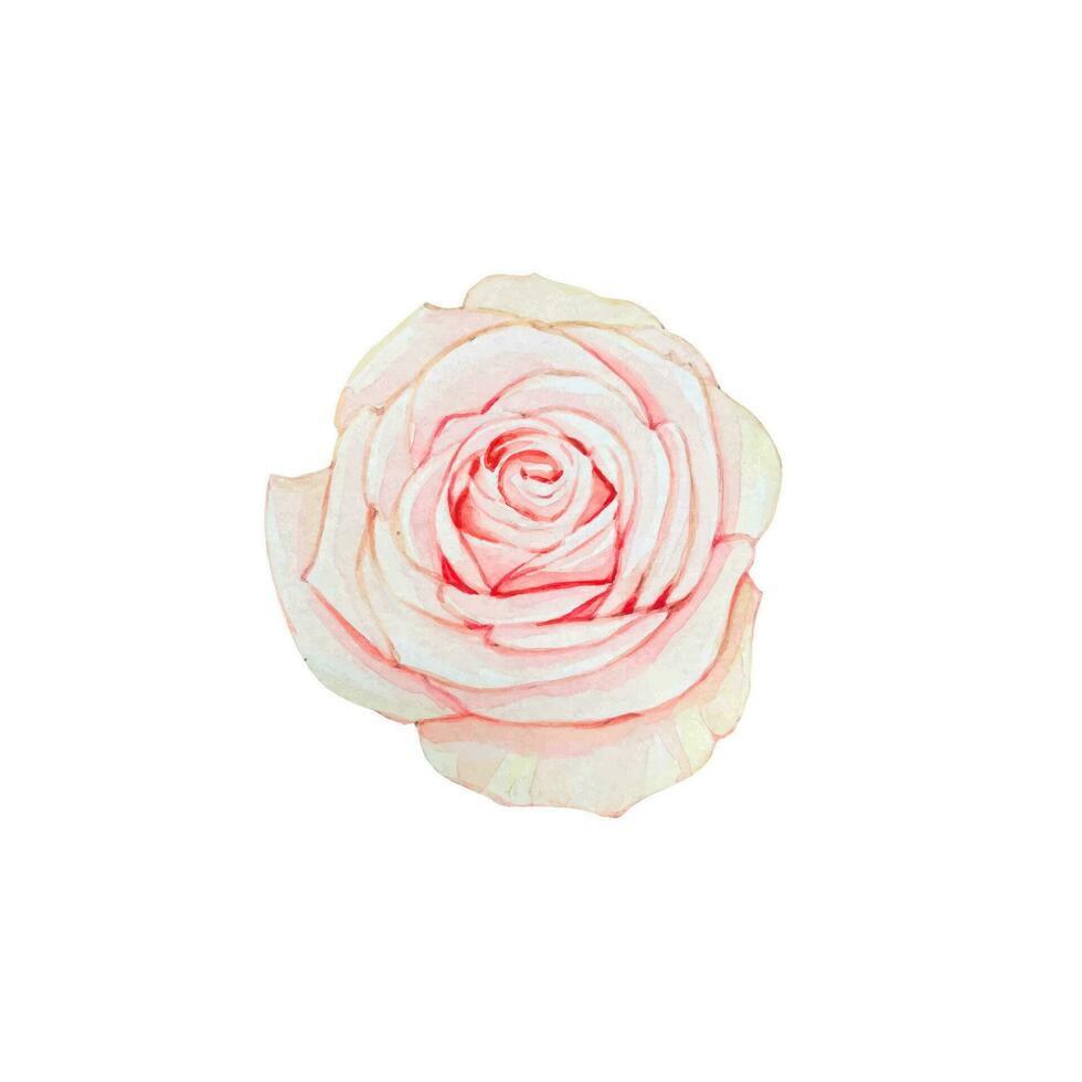 delicado Rosa rosa, aguarela ilustração vetor