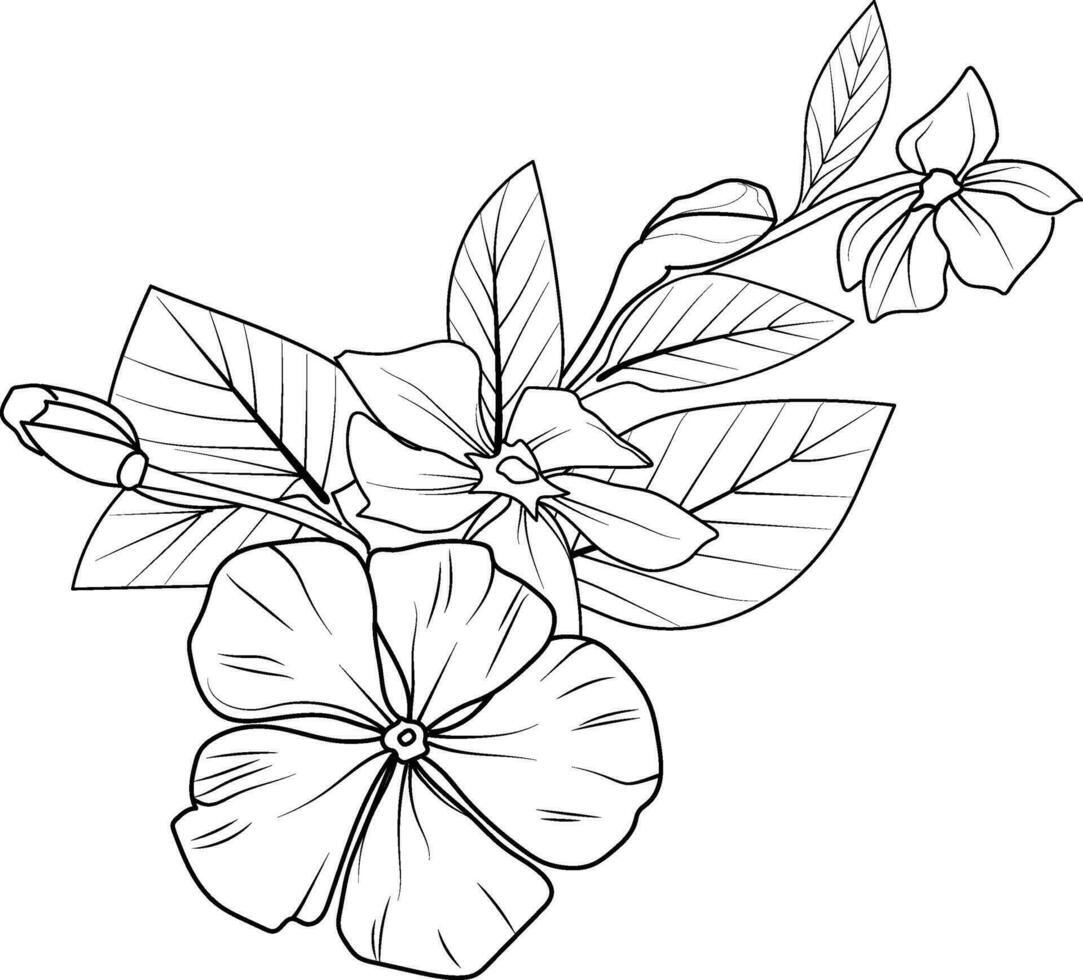 pervinca flor linha desenho, sada Bahar simples pervinca flor desenho, Madagáscar pervinca linha arte, lápis esboço sadabahar flor desenho, catharanthus Roseus sadabahar flor desenhando vetor