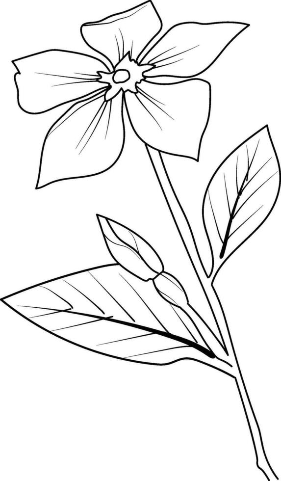 esboço pervinca desenho, pervinca flor linha desenho, grampo arte pervinca flor contorno, noyontara coloração Páginas para crianças, degrau de degrau pervinca flor desenhando vetor