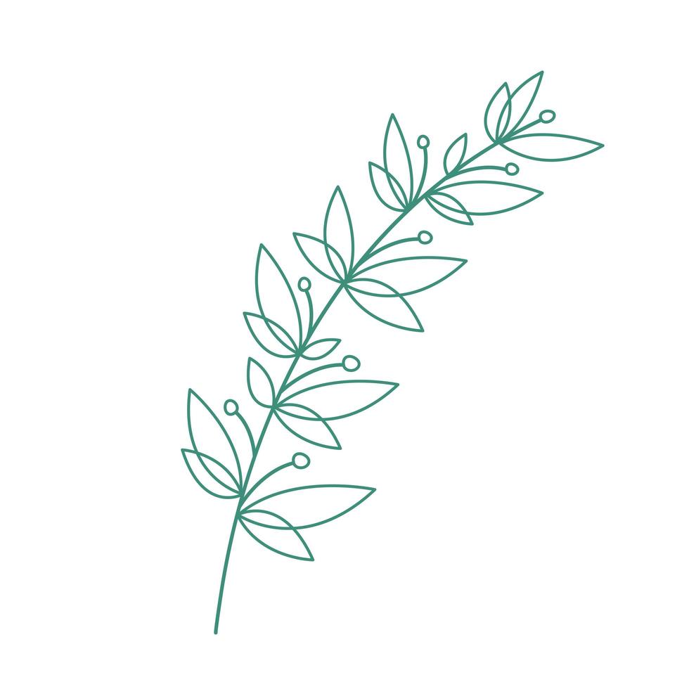 imagem vetorial desenhada à mão de um galho com contorno de folhas vetor
