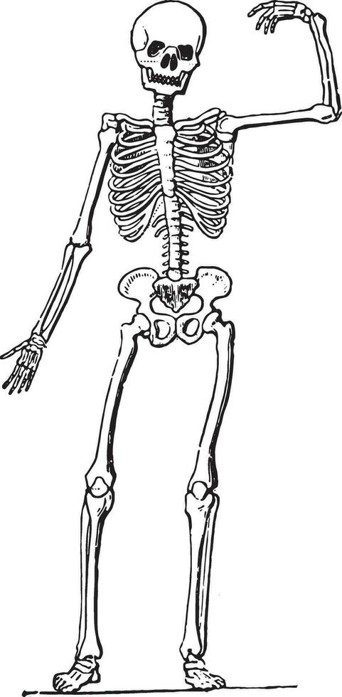 humano anatomia esqueleto, vintage gravação. vetor