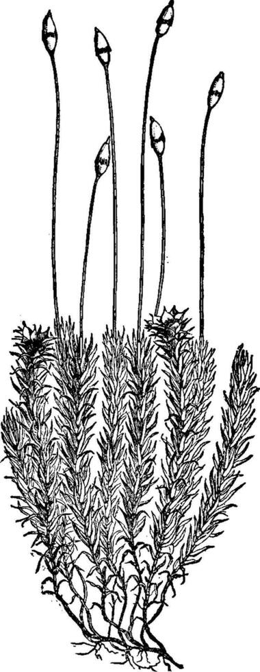 polytrichum comuna musgo, vintage gravação. vetor