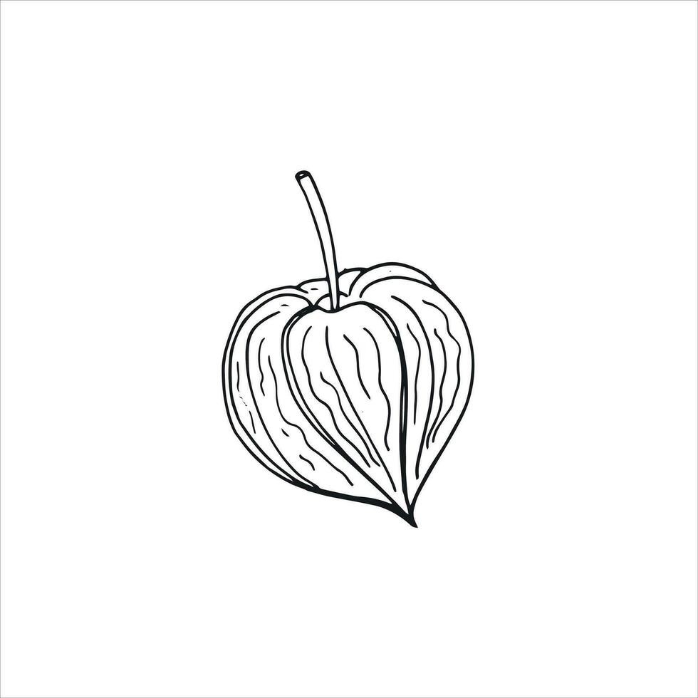 desenhado à mão physalis rabisco ilustração isolado em branco fundo. vetor