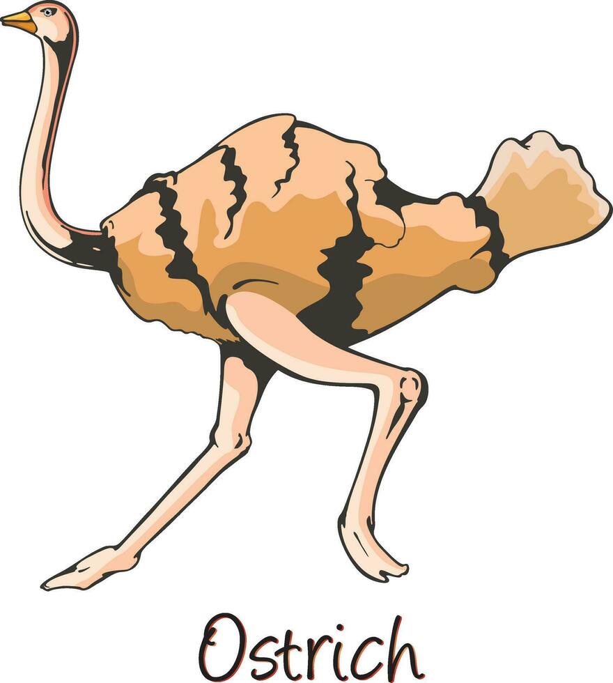 avestruz, cor ilustração vetor