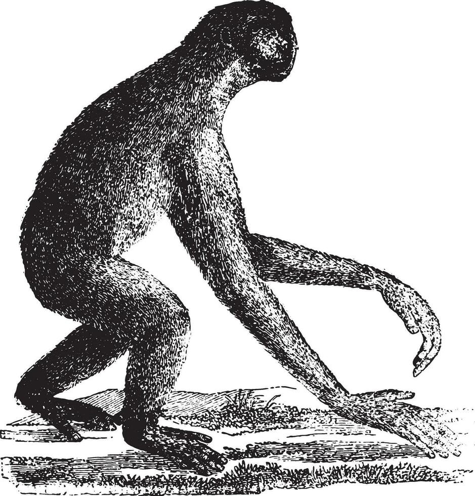 a siamang, gibão macaco do a mioceno período, vintage gravação. vetor