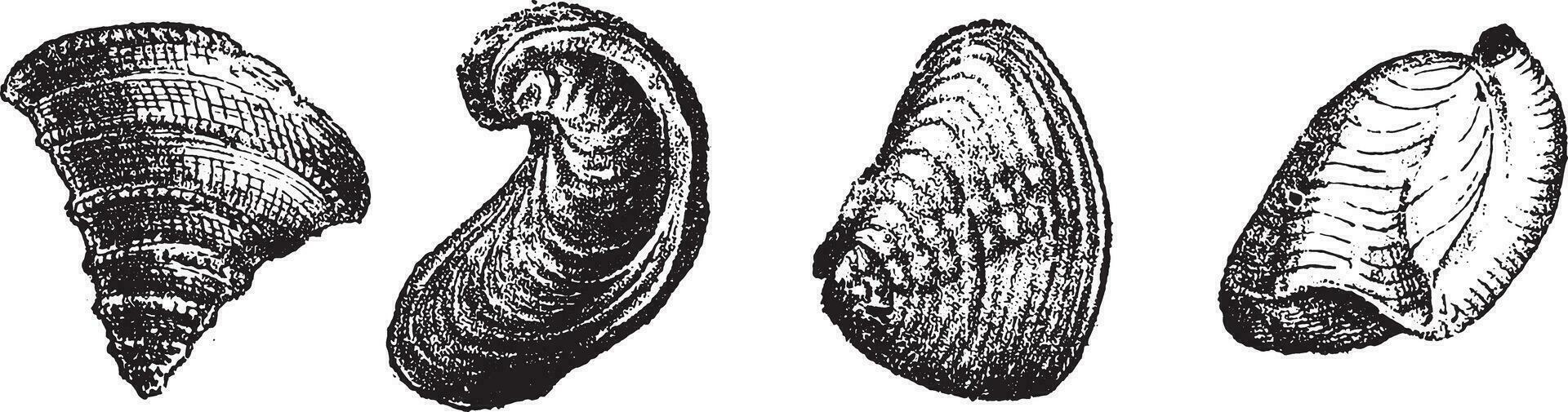 pleurotomaria conóide, Óstrea virgula, trígona gibosa, terebratula subsela, vintage gravação. vetor