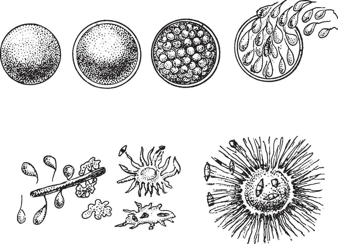 evolução do animal monera, a laranja dinheiro, vintage gravação. vetor