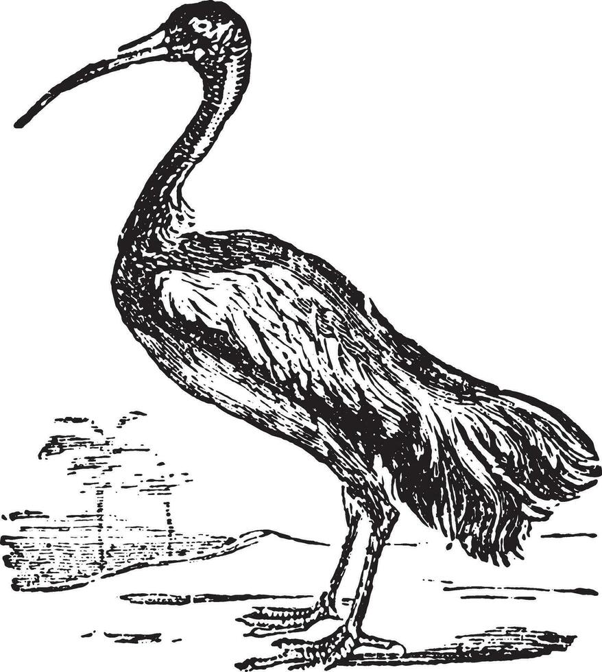 íbis ou Threskiornis spp. vetor