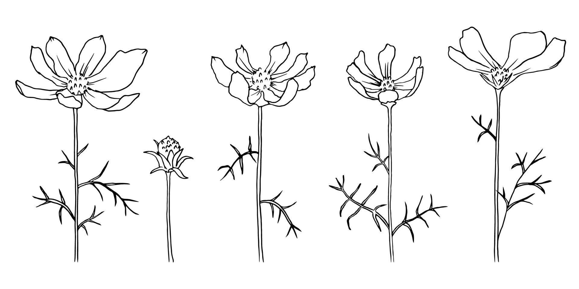 conjunto de flores desenhadas à mão, ilustração cosmea em um fundo branco. vetor