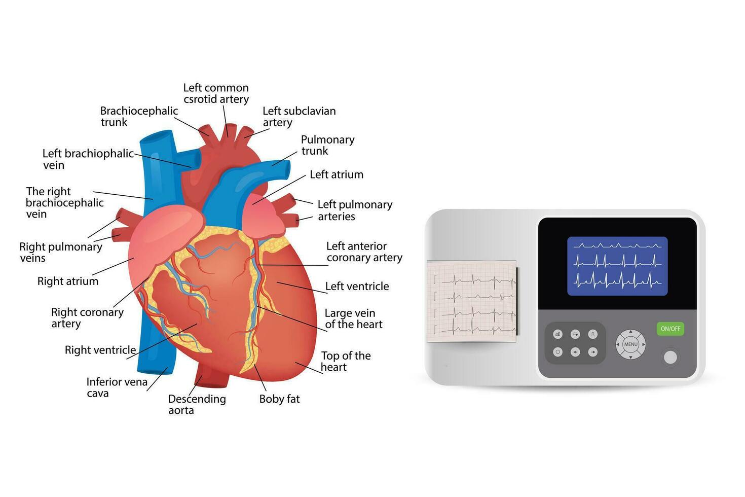 anatomia do a humano coração. eletrocardiográfico paciente monitoramento - médico dispositivo, para poster vetor