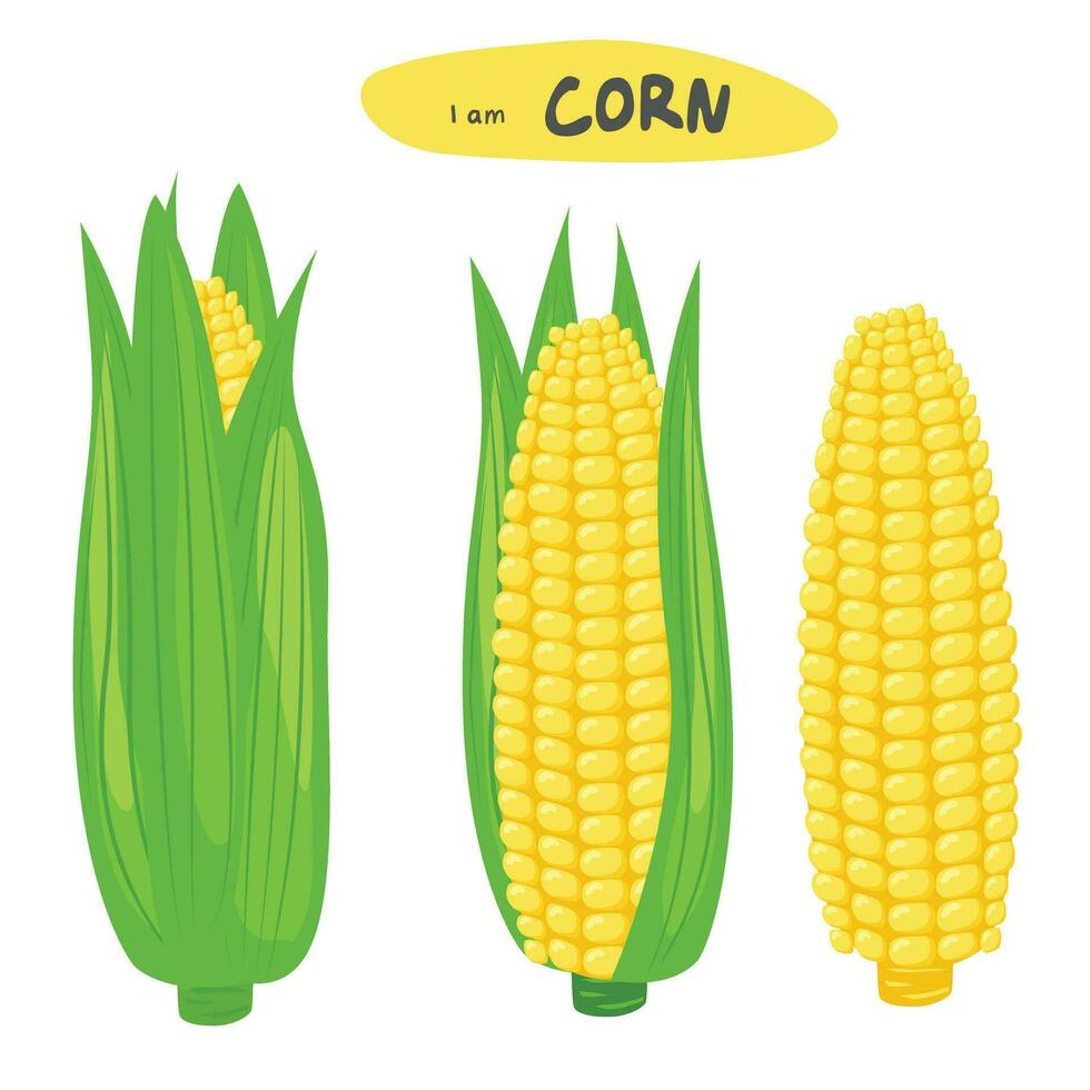 milho vetor definir. milho em a cob. milho espiga desenho animado. orgânico comida, legumes conceito. plano vetor dentro desenho animado estilo isolado em branco fundo.