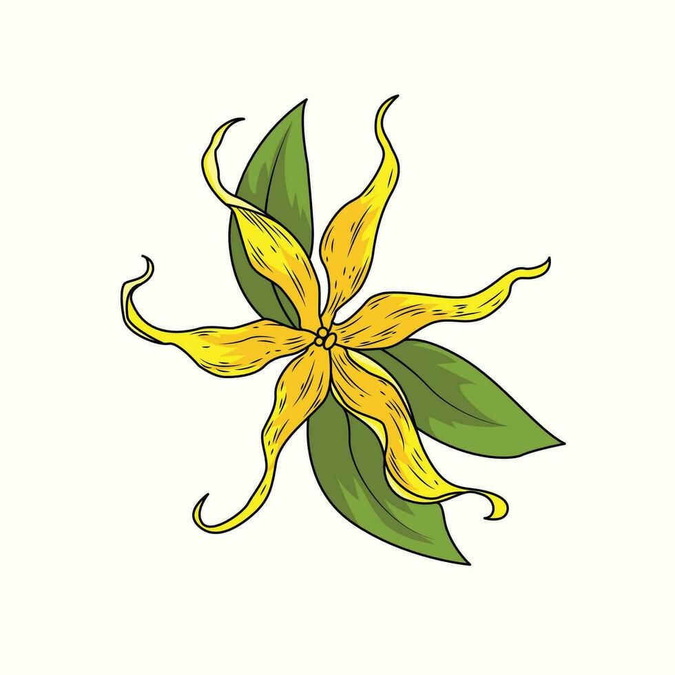 ylang flor a ilustração vetor