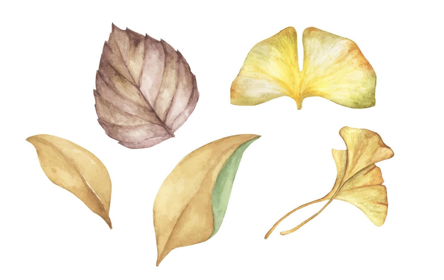 conjunto de folhas de outono. ilustração floral em aquarela. vetor
