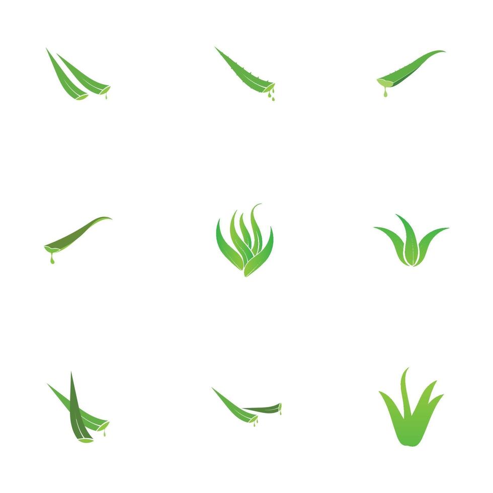 modelo de design de ilustração de logotipo de aloe vera vetor