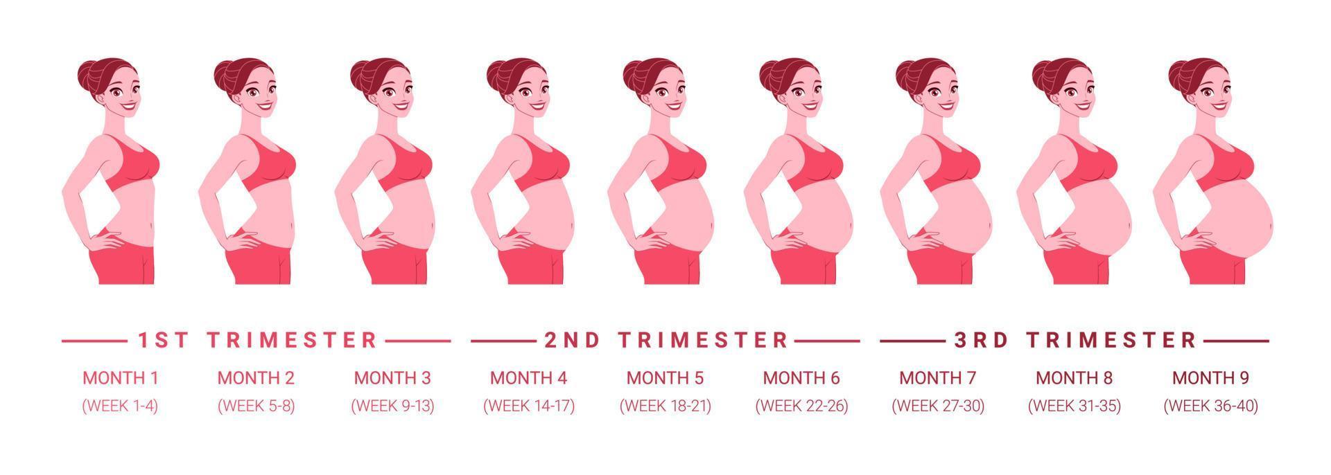 ilustração vetorial de progresso de desenvolvimento de gravidez por meses vetor