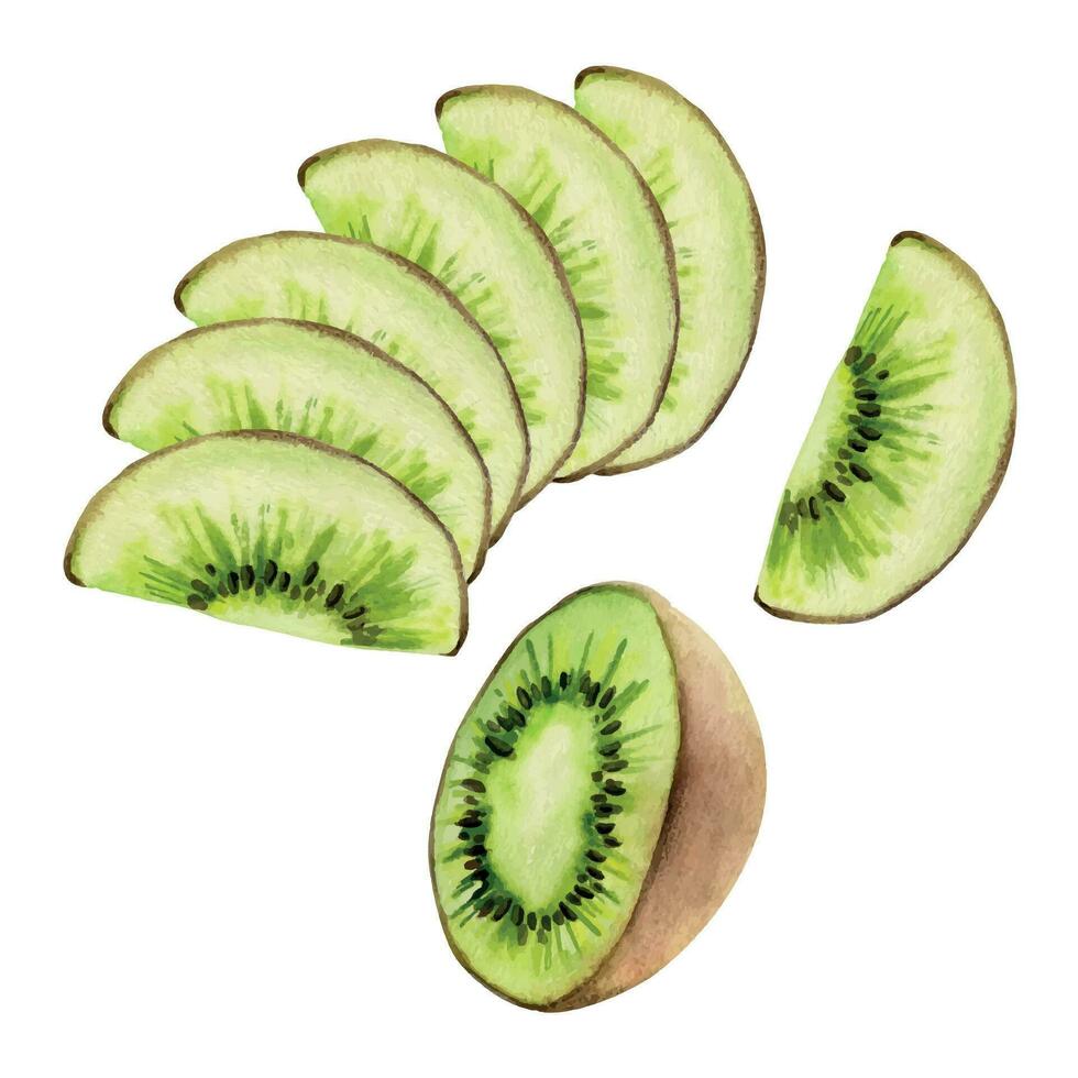 mão desenhado aguarela verde kiwi fruta para dieta e saudável estilo de vida, salada vegano cru culinária. ilustração composição isolado em branco fundo. Projeto para poster, imprimir, local na rede Internet, cartão, cardápio vetor