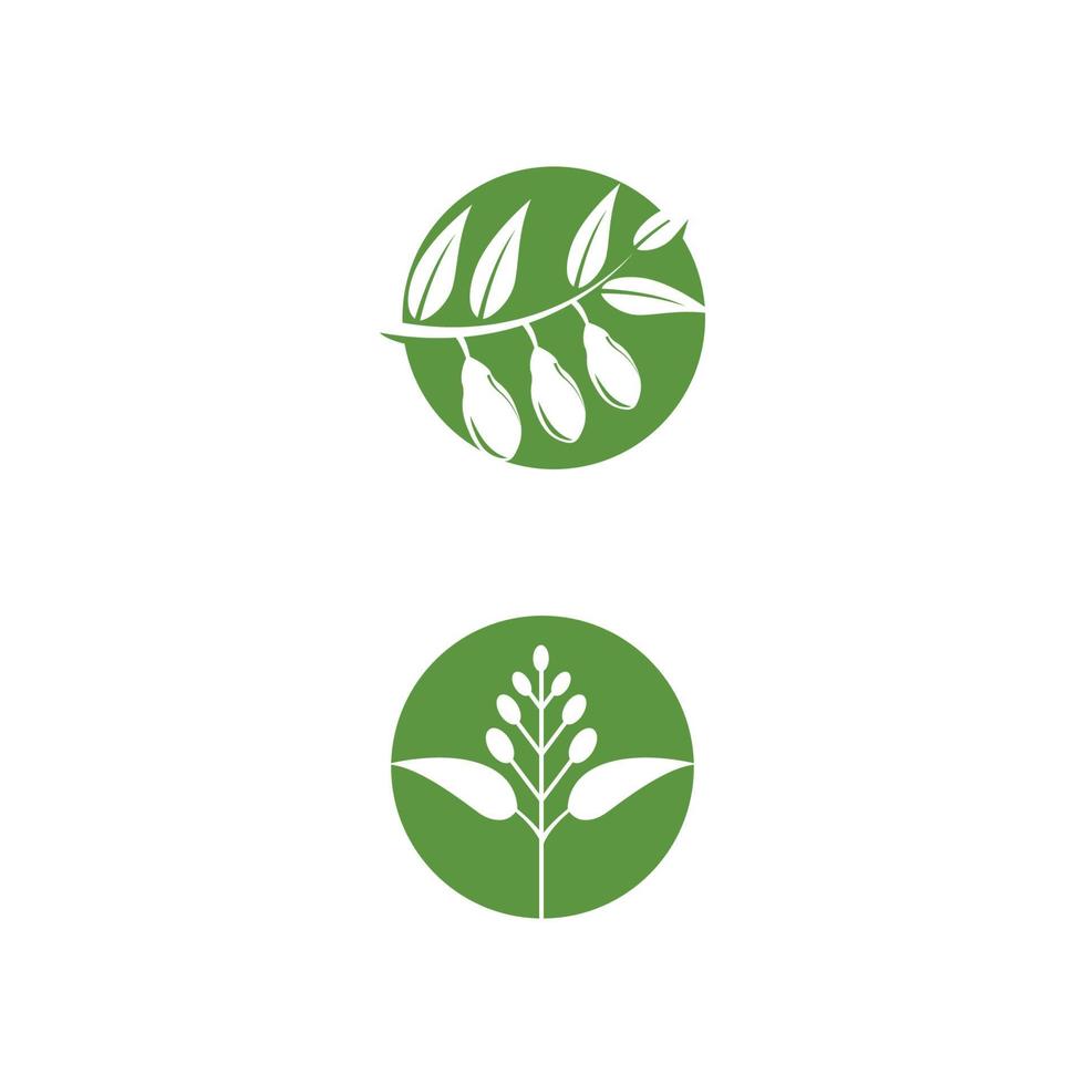 eucalipto deixa ilustração de design de modelo de vetor de logotipo