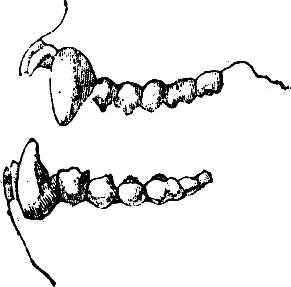 macaco dentes África, vintage gravação. vetor