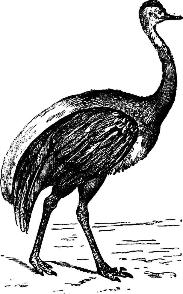 americano avestruz, vintage gravação. vetor