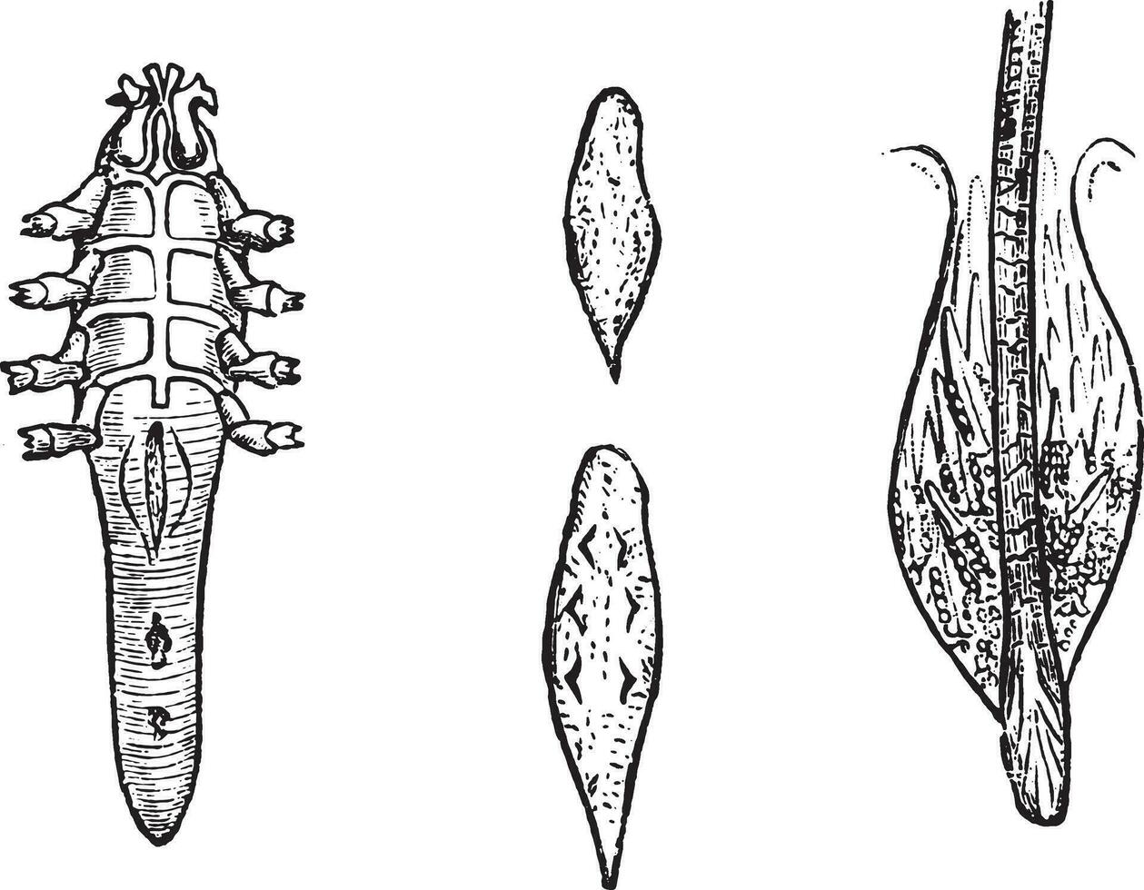 demodex crescido, vintage gravação. vetor