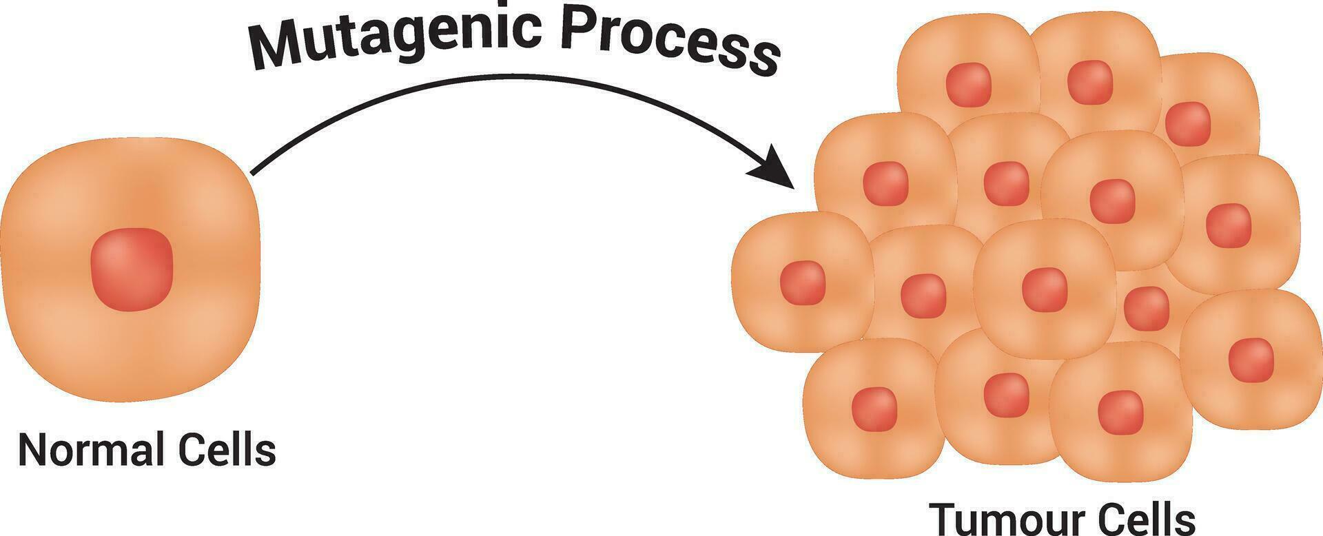 normal células e tumor células Projeto Ciência vetor ilustração