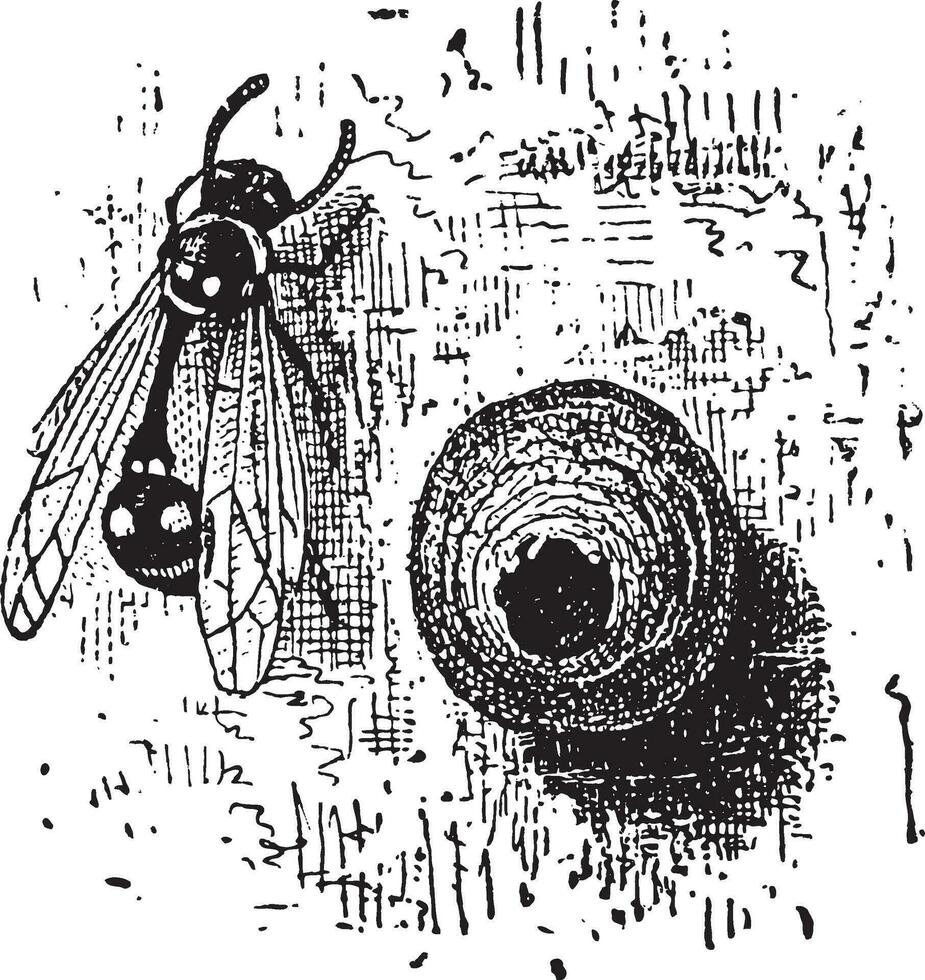 ninho do a oleiro vespa ou eumenes sp., vintage gravação vetor