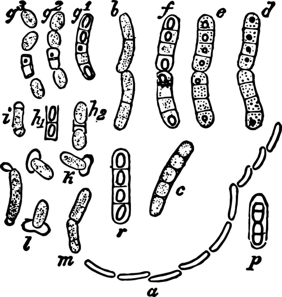 bacilo megatério vintage ilustração vetor