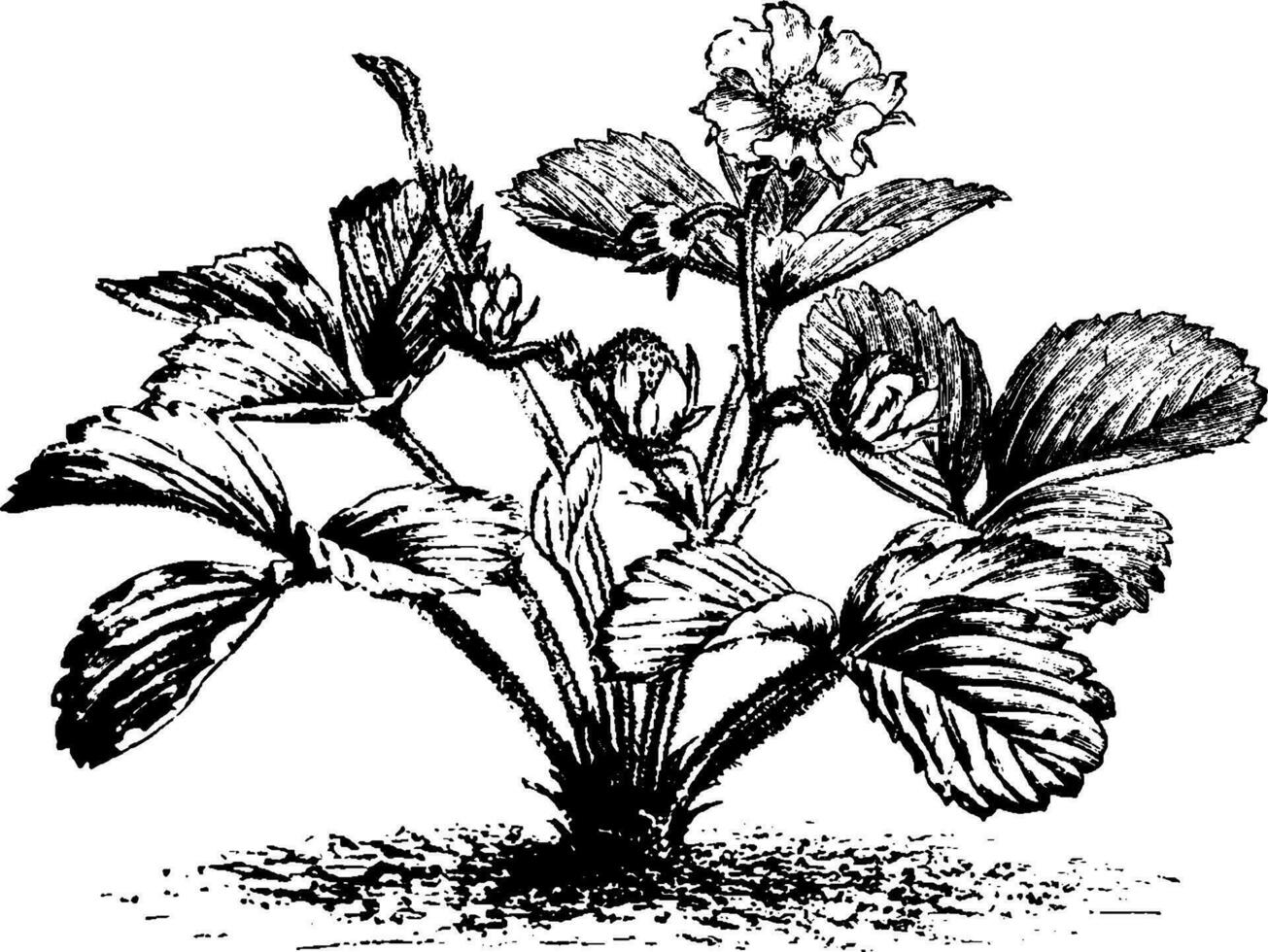 fragaria chilensis Pimenta morango vintage ilustração. vetor