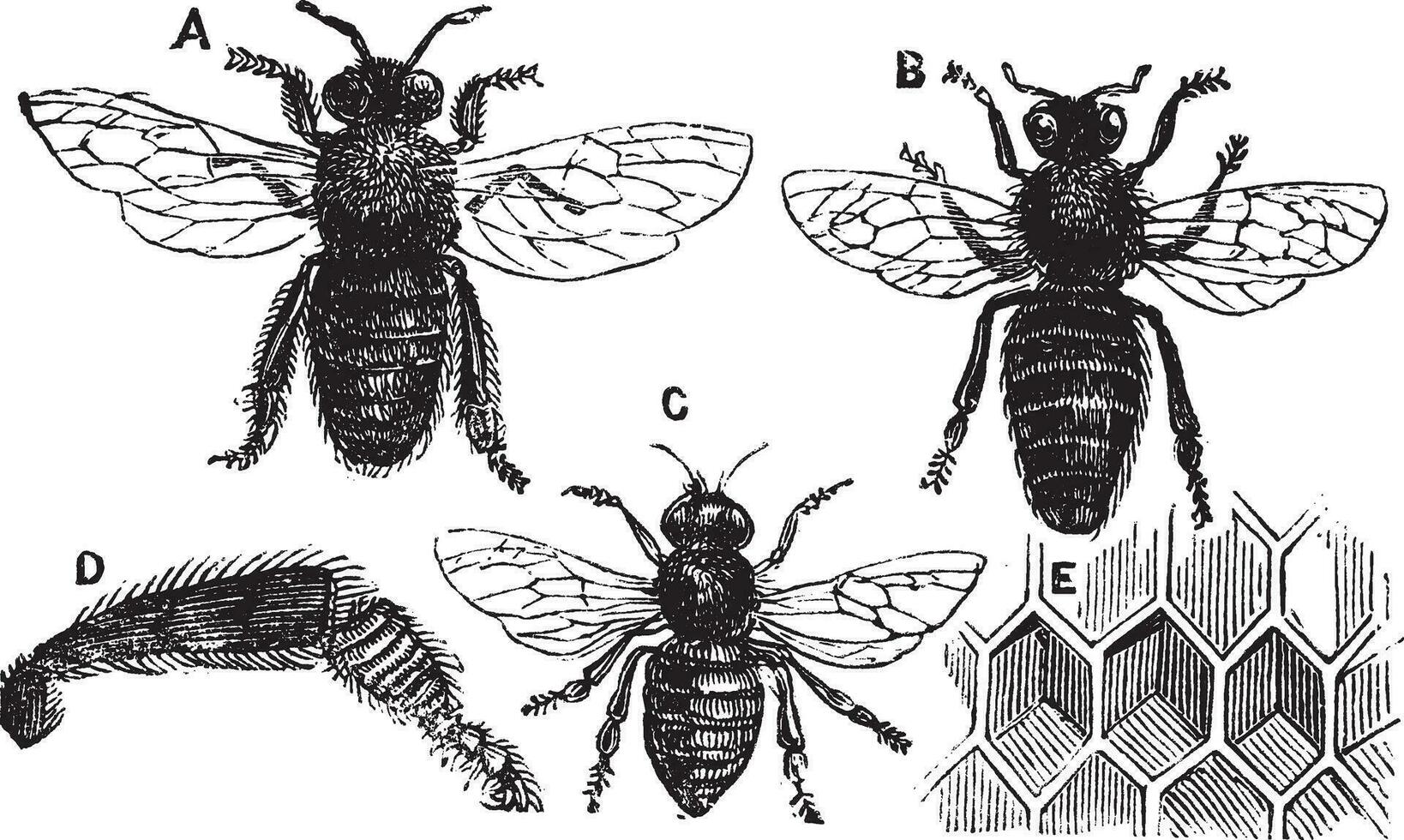 macho, fêmea e neutro abelha com perna fechar-se e favo de mel vetor