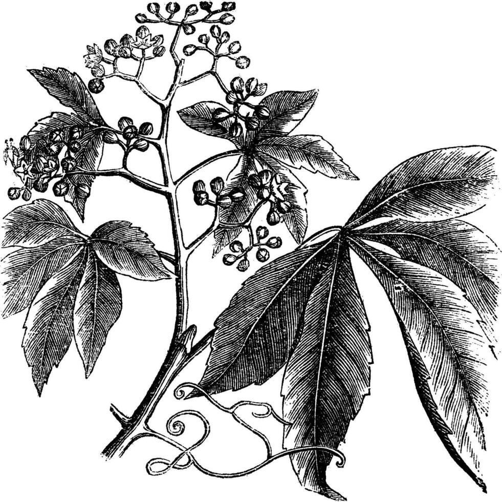 Virgínia rastejador, ampelopsis ou partenocissus quinquefolia, americano hera, madeira, falso uva vintage gravação. vetor