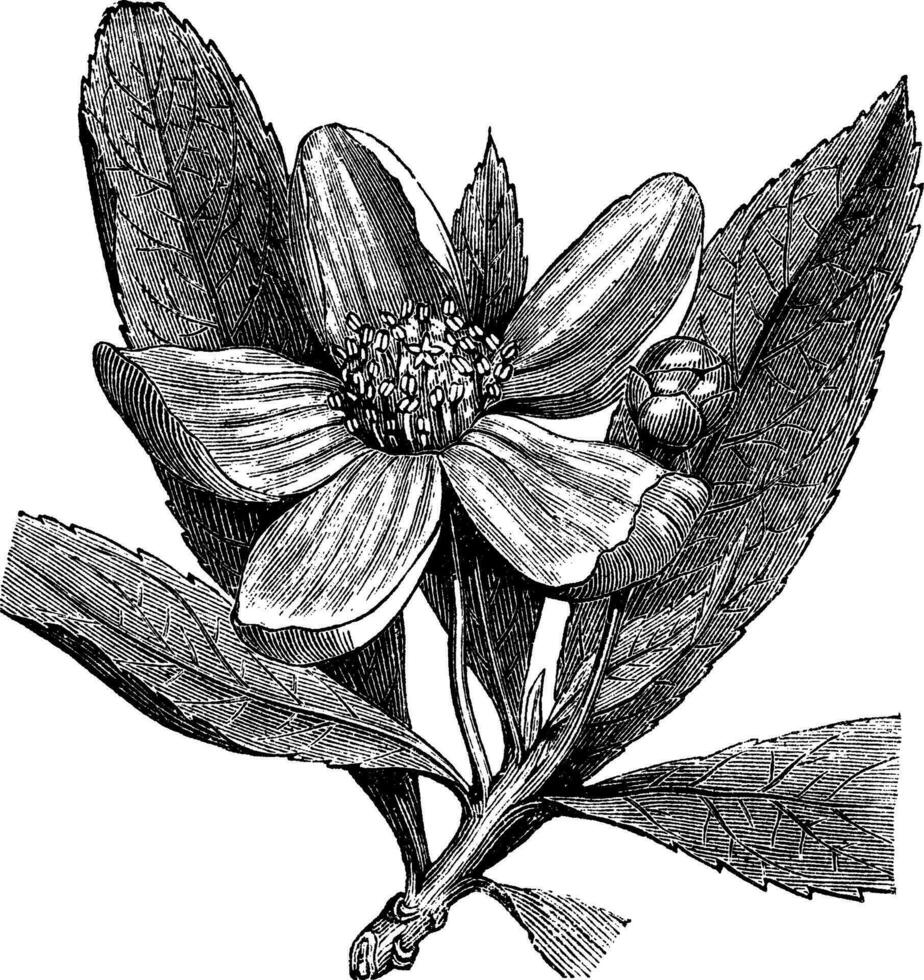 Franklin ou gordonia pubescens vintage gravação vetor