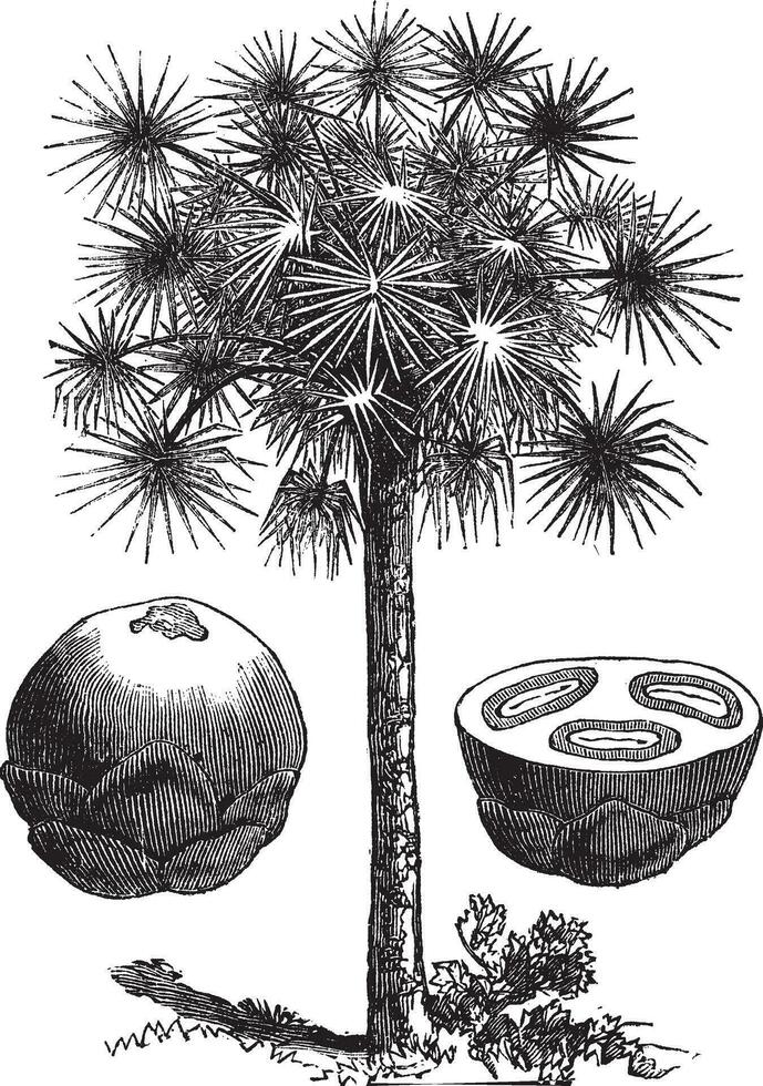 açúcar Palma ou Borassus flabelífera, vintage gravação vetor